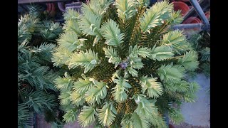 Wollemi Pine update 2024 [upl. by Xirtaeb]