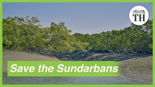 Importance of conserving Sundarbans the largest mangrove forest in the world [upl. by Hoashis247]