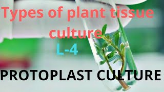 Types of plant tissue culture   Protoplast culture  L4 [upl. by Gunther]