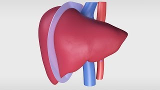 Living Donor Right Hepatectomy Procedure [upl. by Conni290]