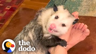 Opossum Covers His Moms Face In Kisses  The Dodo Little But Fierce [upl. by Erreid]