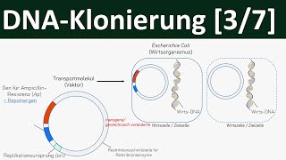 Klonierung  DNAKlonierung Gentechnik 37 [upl. by Cindi]