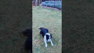 winter has come bordercollie border dog doglover [upl. by Assert]