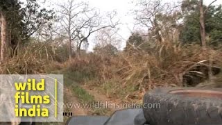 Jeep safari at Chitwan National Park Nepal [upl. by Paulsen]