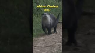 African Clawless Otter [upl. by Aronoel]