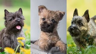 Cairn terrier  Funny and Cute dog video compilation in 2022 [upl. by Arikihs]