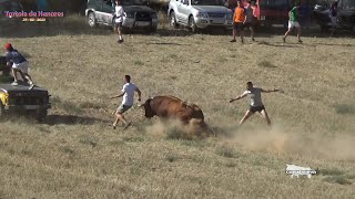 Huy Le falto muy poco Encierro de Tortola de Henares 24082023 GuadaEncierros [upl. by Oigroeg544]