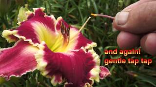 How I make daylily seed [upl. by Antony]