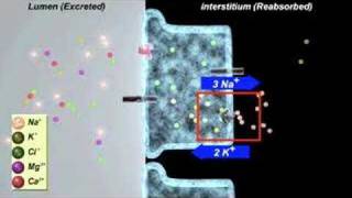 Diuretic action in the kidney [upl. by Kra]