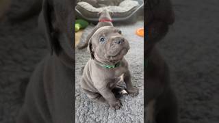 Cute Staffy puppy wants picking up for cuddles puppy staffypuppy staffy staffylovers cutepuppy [upl. by Mendes636]