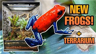 NEW FROGS  TERRARIUM BUILD Strawberry Poison Dart Frogs Oophaga pumilio [upl. by Diannne720]