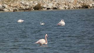 Greater flamingos  Veliki plamenci [upl. by Zoila]