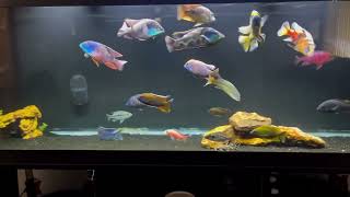 Giant Size Cichlids Fish for Cichlids Lovers [upl. by Thgiwd]