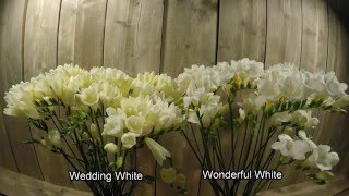 Freesia Time Lapse [upl. by Madella]