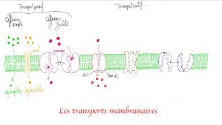 Les transports membranaires [upl. by Denver]