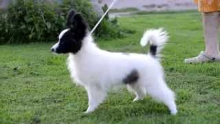 Papillon on Leash Training [upl. by Placeeda]