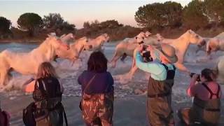 Camargue Horses Video [upl. by Aidaas]