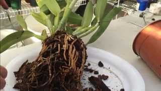 Cattleya Orchid Care Tips on How to repot a Large Unruly Cattleya Orchid with lots of Roots [upl. by Lertnom]