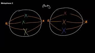 Understanding Ploidy and Meiosis at All Stages [upl. by Akisey]