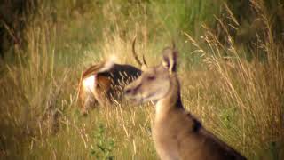 HOG DEER VICTORIA [upl. by Bringhurst]