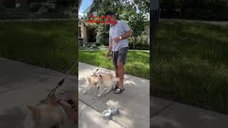 Husky mix doglover funny florida pets [upl. by Obala346]