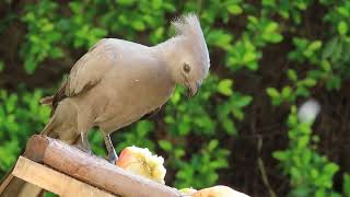 GreyGo awayBird devouring the apple [upl. by Chrystel]