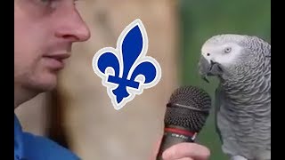 Ce perroquet est le meilleur imitateur au Québec [upl. by Keithley]