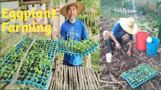 Eggplant Farming Tanim nanamn kami ng Talong [upl. by Annayoj]