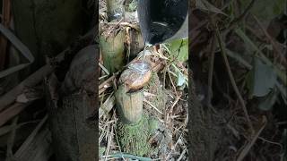 pour lead into old dead snail shells at field In the bamboo bush Hangseanghong [upl. by Ecela]