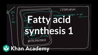 Fatty Acid Synthesis  Part I [upl. by Levitus]