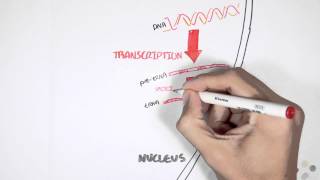 Transcription and Translation Overview [upl. by Teiluj]