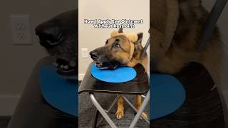 Watch how I apply eye ointment for my dog shorts cooperativecare dogtraining [upl. by Hamirak]