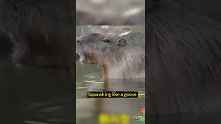 Do You Know What Kind of Sound Do Capybaras Make funny capybara [upl. by Ody]