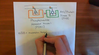 The Growth Factor Receptor and PI3K  AKT  mTOR Pathway Part 3 [upl. by Shelli]