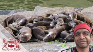 The Return of the SmoothCoated Otter to Singapore  N Sivasothi [upl. by Wynne865]