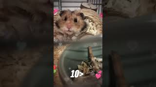 10📀🥰🥰🐹 suzi chomiki subscribe [upl. by Patrizio]