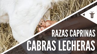 Las mejores cabras lecheras  Razas caprinas [upl. by Ares]