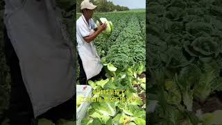 World biggest pumpkin 😲 viralfacts farming japanfarming [upl. by Enilemme]