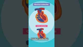 ECG Learn heart ecg ecgheart heartcondition [upl. by Dalt]