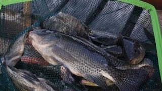 TILAPIA CAGE CULTURE FARMING  PAPUA NEW GUINEA [upl. by Anailuj]