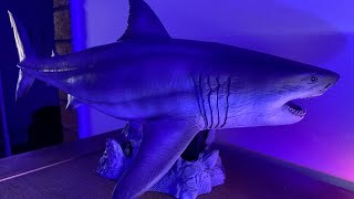 Megalodon Ghost Jaw Prehistoric Giant Shark Display Piece [upl. by Yendis167]