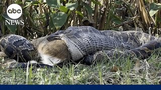 How Florida biologists discovered a Burmese python swallowing a fullygrown deer [upl. by Wenonah]