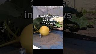 okay first 225 lbs done 2525 lbs still to go 🎃🕜 giantpumpkin timelapse garden plants vegetable [upl. by Tiebold]