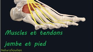 Description Anatomique des Muscles et Tendons des jambes et des pieds en 3D Naturosoutien [upl. by Fairweather]