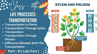 PART9TRANSPORTATION IN PLANTSCLASS10LIFE PROCESSESTRANSPORTATION checkmatescience5943 [upl. by Udenihc]