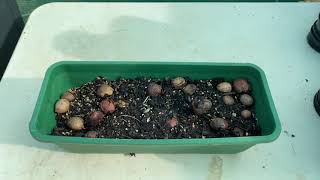 Growing Cycad seeds Propagating is fun [upl. by Ky]