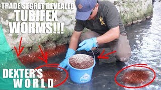 ORNAMENTAL FISH FARMING TRADE SECRET revealed TUBIFEX WORMS [upl. by Lamraj]