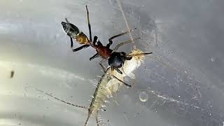 Ant mimicking spider Myrmarachne formicaria hunts a silverfish Lepisma [upl. by Yenhoj]