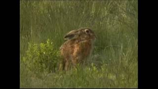 Steckbrief Natur Teil 10 Hasen Kaninchen [upl. by Norehs713]