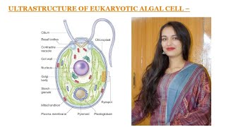 Ultrastructure of algae cell Part1 Easy way to learn algal ultrastructure of cell [upl. by Ehud]